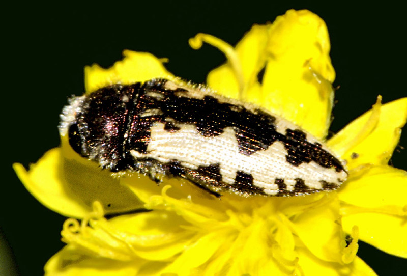 Buprestidae: Acmaeodera pilosellae
